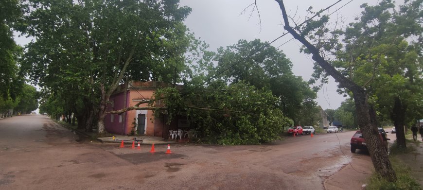 En Ciudad del Carmen cayó sobre la línea de energía de UTE, parte de un árbol.