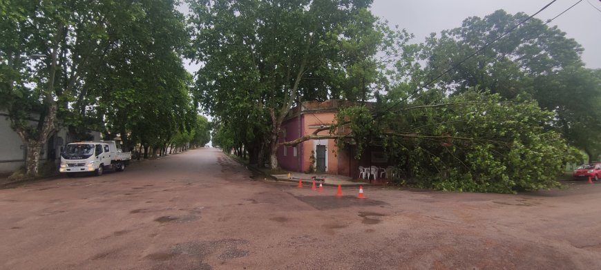 En Ciudad del Carmen cayó sobre la línea de energía de UTE, parte de un árbol.