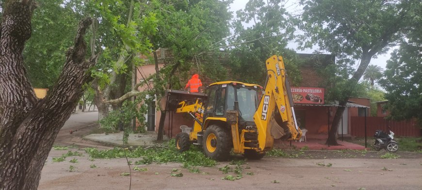 En Ciudad del Carmen cayó sobre la línea de energía de UTE, parte de un árbol.