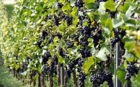 Oportunidad educativa: UTU estrenará una tecnicatura relacionada con vino y aceite de oliva.