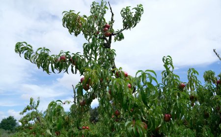 Ganadería intimará a productores para erradicar montes frutales abandonados.