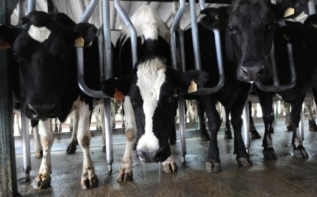 Productores lecheros de Florida exigen ajuste del precio de la leche.