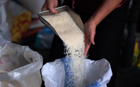 Cosecha de arroz: menos que el año pasado, pero a mejor precio