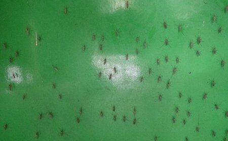 MSP divulgó recomendaciones ante la invasión de mosquitos