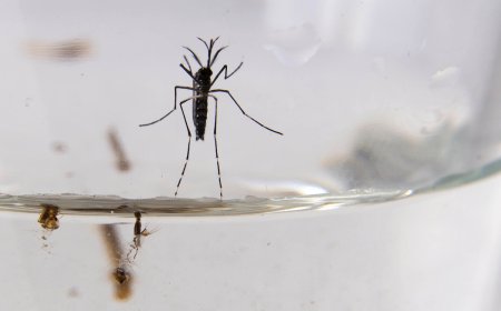 Se viene una nueva invasión de mosquitos