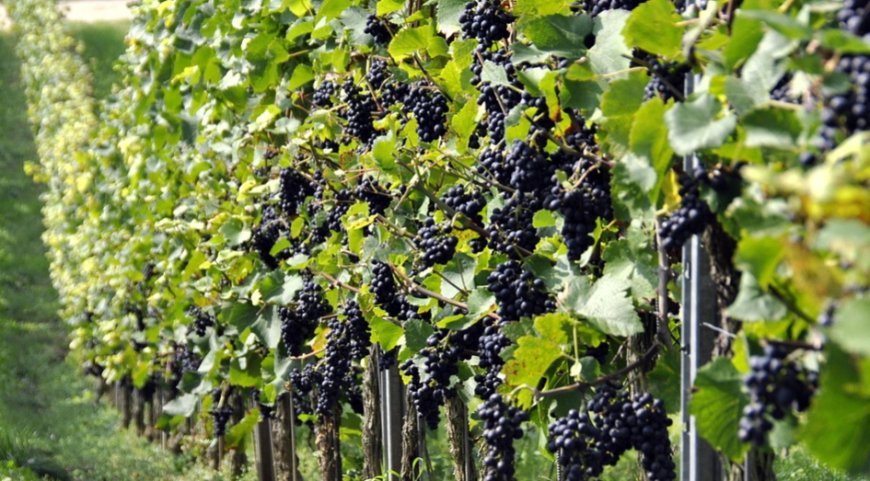 Oportunidad educativa: UTU estrenará una tecnicatura relacionada con vino y aceite de oliva.