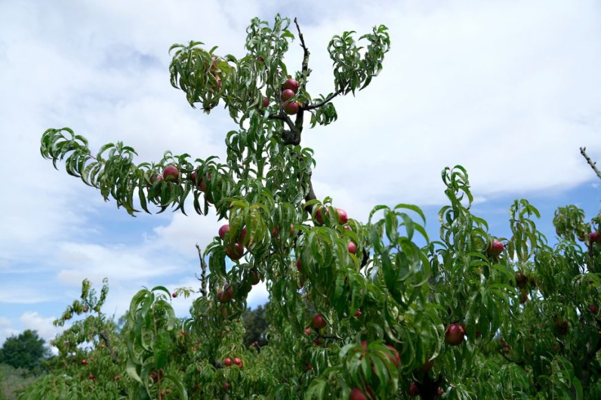 Ganadería intimará a productores para erradicar montes frutales abandonados.