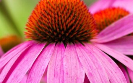 La Equinácea y sus propiedades medicinales