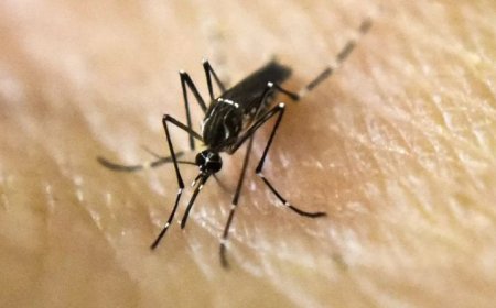 Dengue: suben a 7 los casos autóctonos y 62 importados