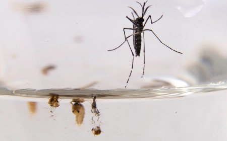 Crece número de casos de dengue autóctono y hay dos pacientes en CTI