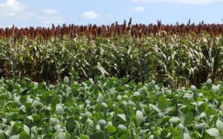 El agro traccionó la actividad económica en 2023, a pesar de los efectos de la sequía