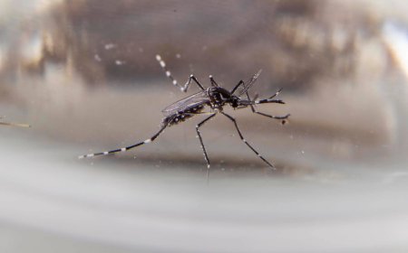 Unidad de Zoonosis del MSP recorre zonas en las que hubo casos de dengue