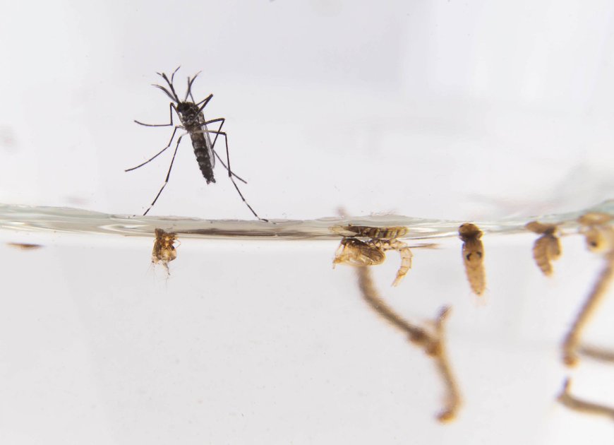 Casos de dengue importado suman 39
