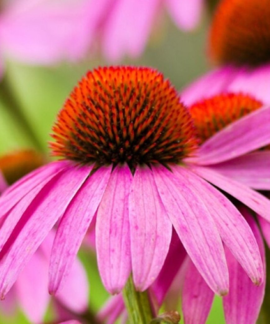 La Equinácea y sus propiedades medicinales