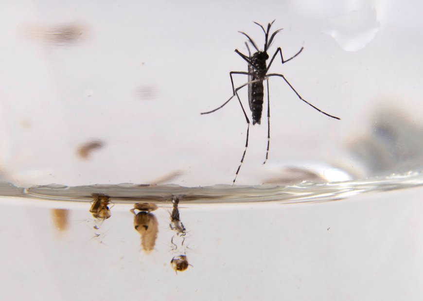 Se han confirmado 21 casos de dengue autóctono