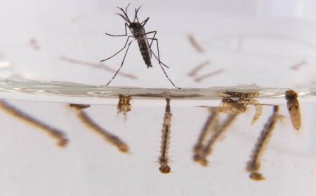 Dengue: más de 1.000 casos confirmados y una cuarta muerte bajo investigación