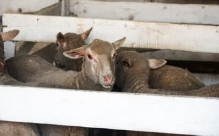 Uruguay está a un paso de lograr la habilitación para exportar carne ovina a Filipinas