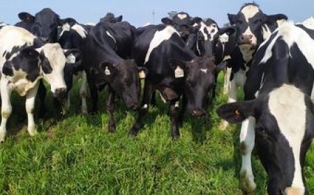 Las exportaciones de lácteos crecieron un 25% interanual en julio