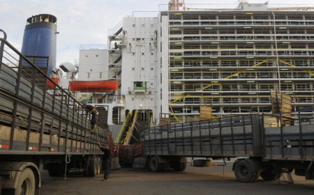 Uruguay exporta 7.000 vaquillonas Angus a Turquía