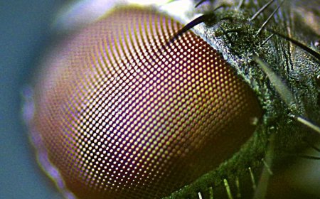 La neurociencia de los insectos