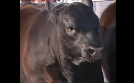 Con un uruguayo como jurado se realiza en Argentina la Semana Angus Primavera.