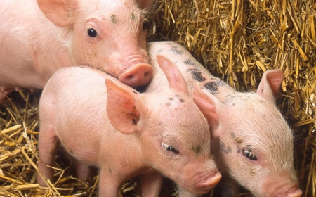 Criadores de Cerdos informaron sobre precios y anunciaron cursos de capacitación