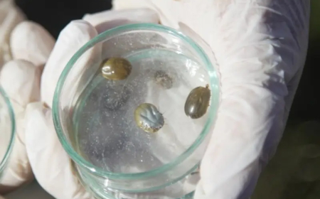 BROU ofrece asistencia financiera para el control de la garrapata en el ganado vacuno