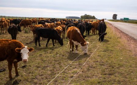 Buscan evitar “corrida” de inversores en ganado, ante caída Larrarte y República Ganadera