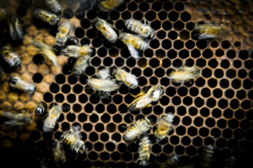 Rocha: Falleció un trabajador municipal tras ser atacado por abejas