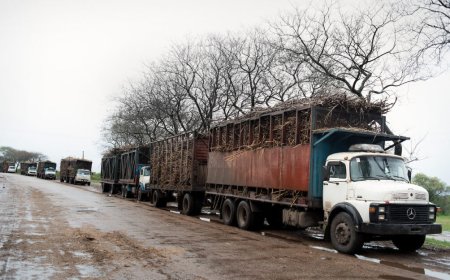 ALUR procesó más de 470.000 toneladas de caña de azúcar en la zafra 2024