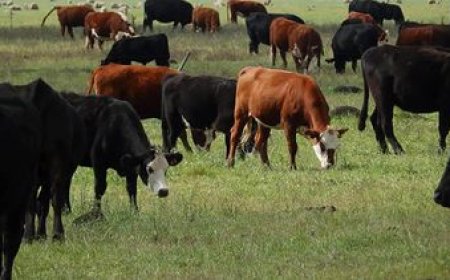 El INAC propone reducir los aranceles para impulsar el crecimiento de la industria de la carne