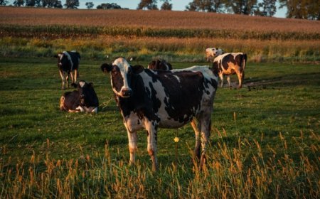 Gremiales agropecuarias piden esencialidad para evitar paros sorpresivos en frigoríficos