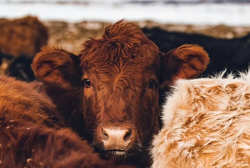 Importante caída de la faena