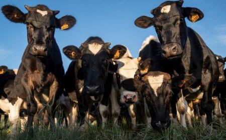 Tres animales murieron en frigoríficos y para el INBA tiene relación directa con las medidas de Foica