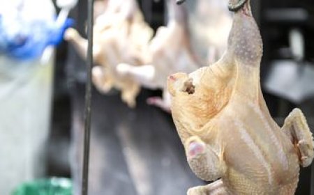 ¿Qué hay detrás de la baja en el precio del pollo?