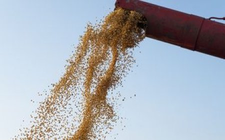 Uruguay logró rendimientos récord en el trigo con 1,7 millones de toneladas producidas