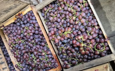 Comienza la zafra de uva Moscatel
