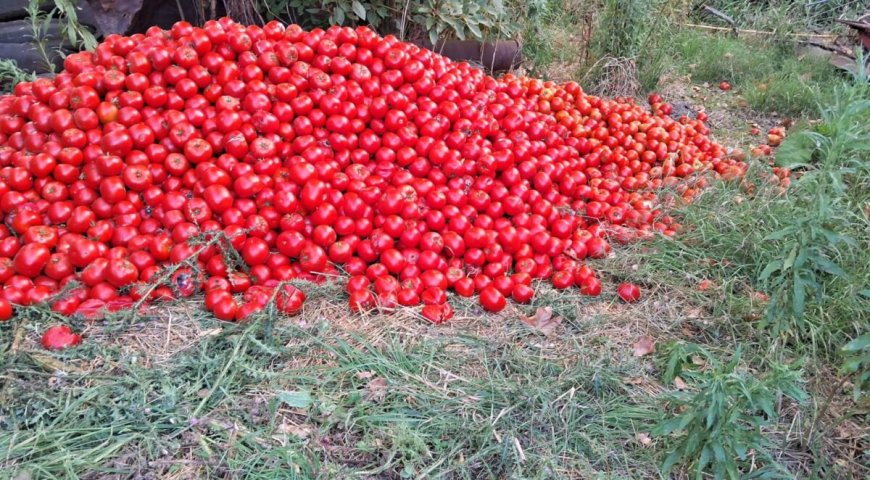 Toneladas de tomates fueron tirados por exceso de producción