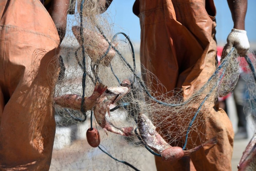 En 2024 se perdieron mil empleos en la pesca comercial en Uruguay