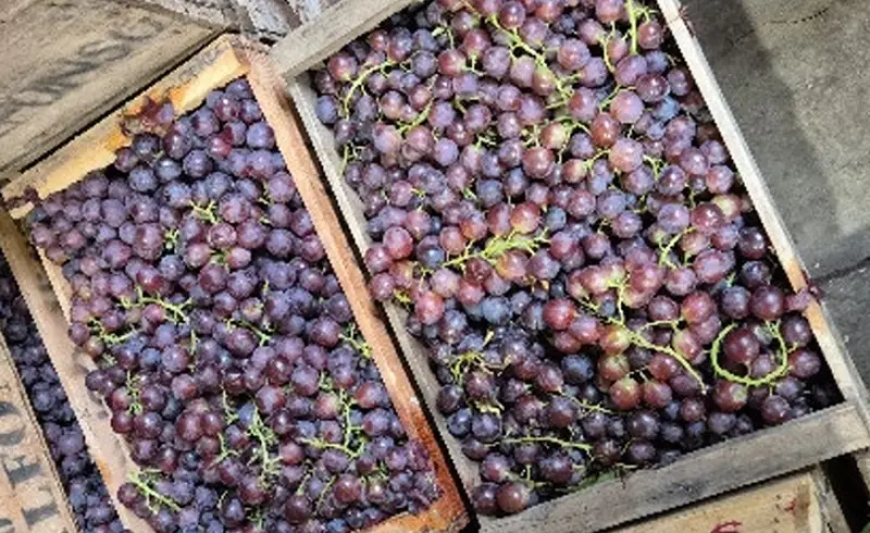 Comienza la zafra de uva Moscatel
