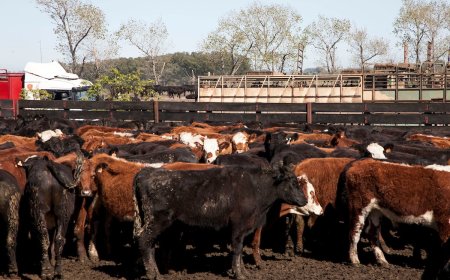 “No hay más dinero”: demanda legal de trabajador rural de Conexión Ganadera ante impagos