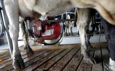 Productores de leche esperan el mejor semestre de los últimos años