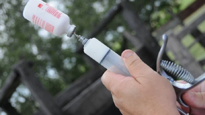 Comenzó la logística de entrega de vacunas contra la fiebre aftosa en todo el país