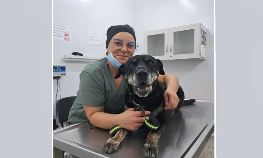 La Facultad de Veterinaria colocó el primer marcapasos a un perro en Uruguay
