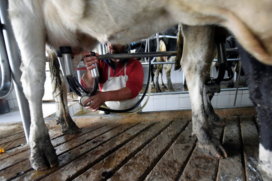 Productores de leche esperan el mejor semestre de los últimos años
