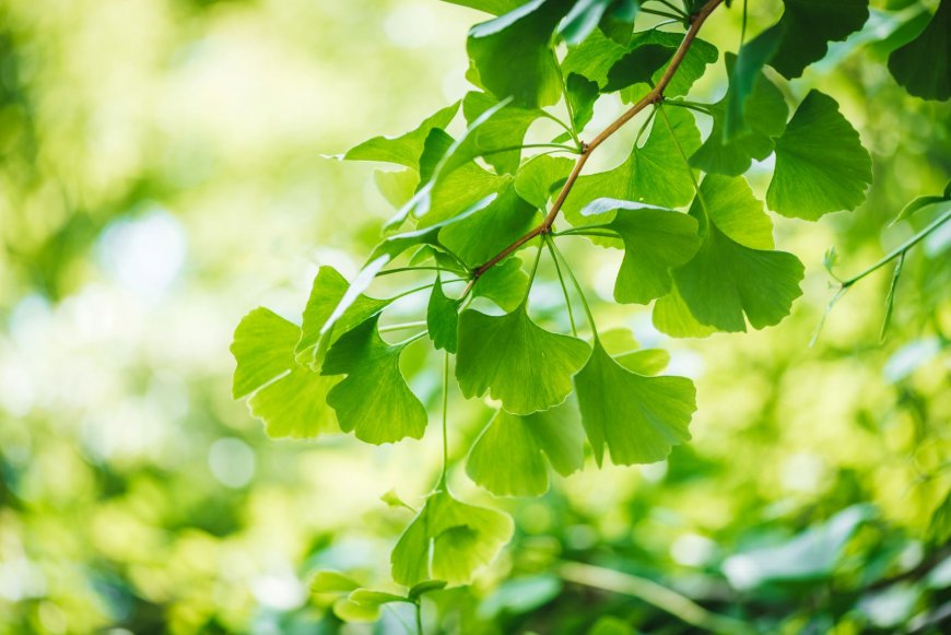 La fantástica historia y las extraordinarias propiedades del Ginkgo Biloba
