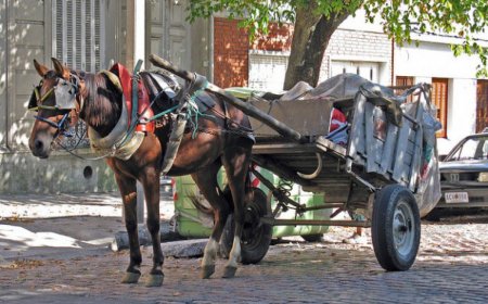 Esclarecen homicidio en Durazno: dos imputados y cinco detenidos