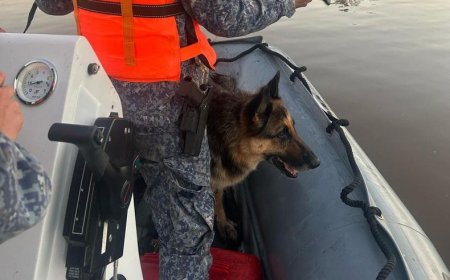 Una perra que se ahogaba en el arroyo Las Vacas fue rescatada por efectivos de la Armada