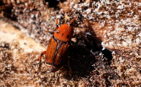 Alerta en Colonia por el avance del picudo rojo; peligran 1400 palmeras