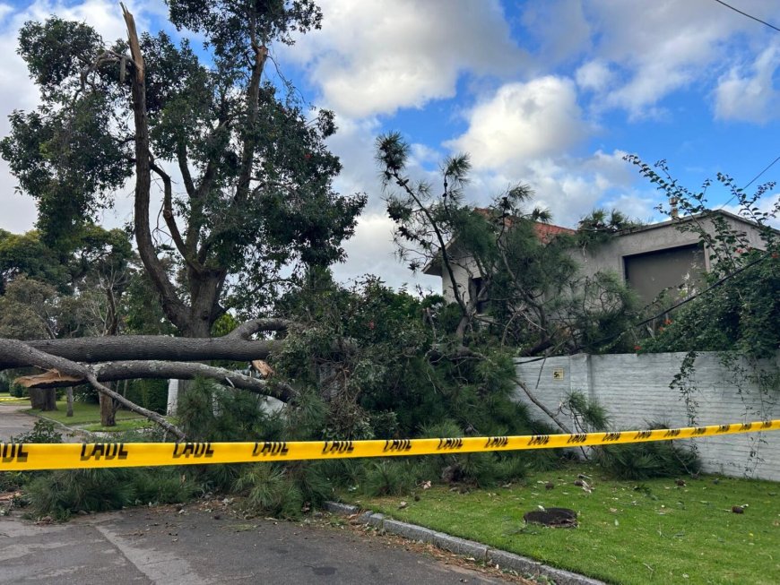 Fuertes vientos generaron caída de árboles y numerosas intervenciones en Maldonado